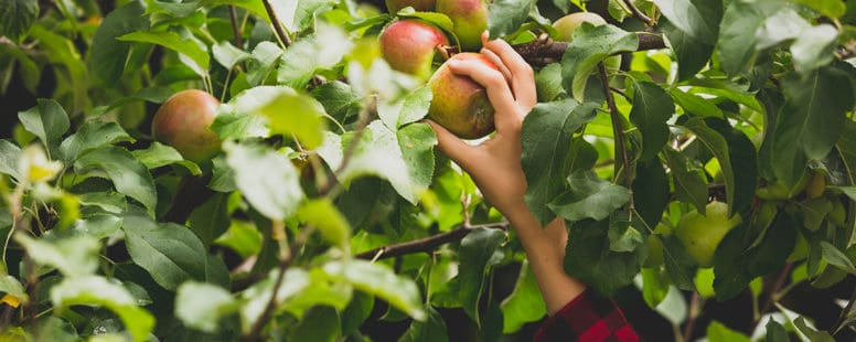 Lavthængende frugter til din hjemmebranding