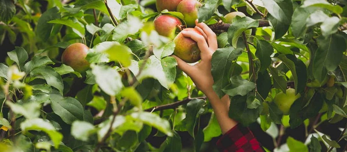 Branding-lavthængende-frugter